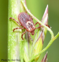 Dv at Lenape Park copy