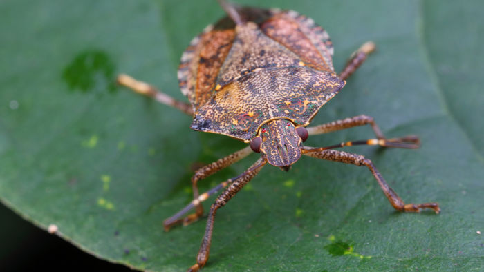 stink_bug in article