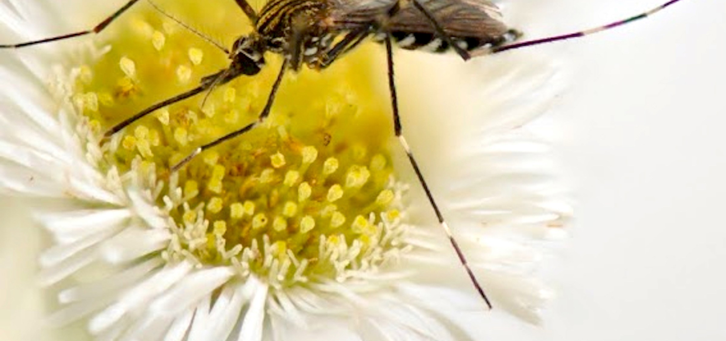 first detected in the US in 1997