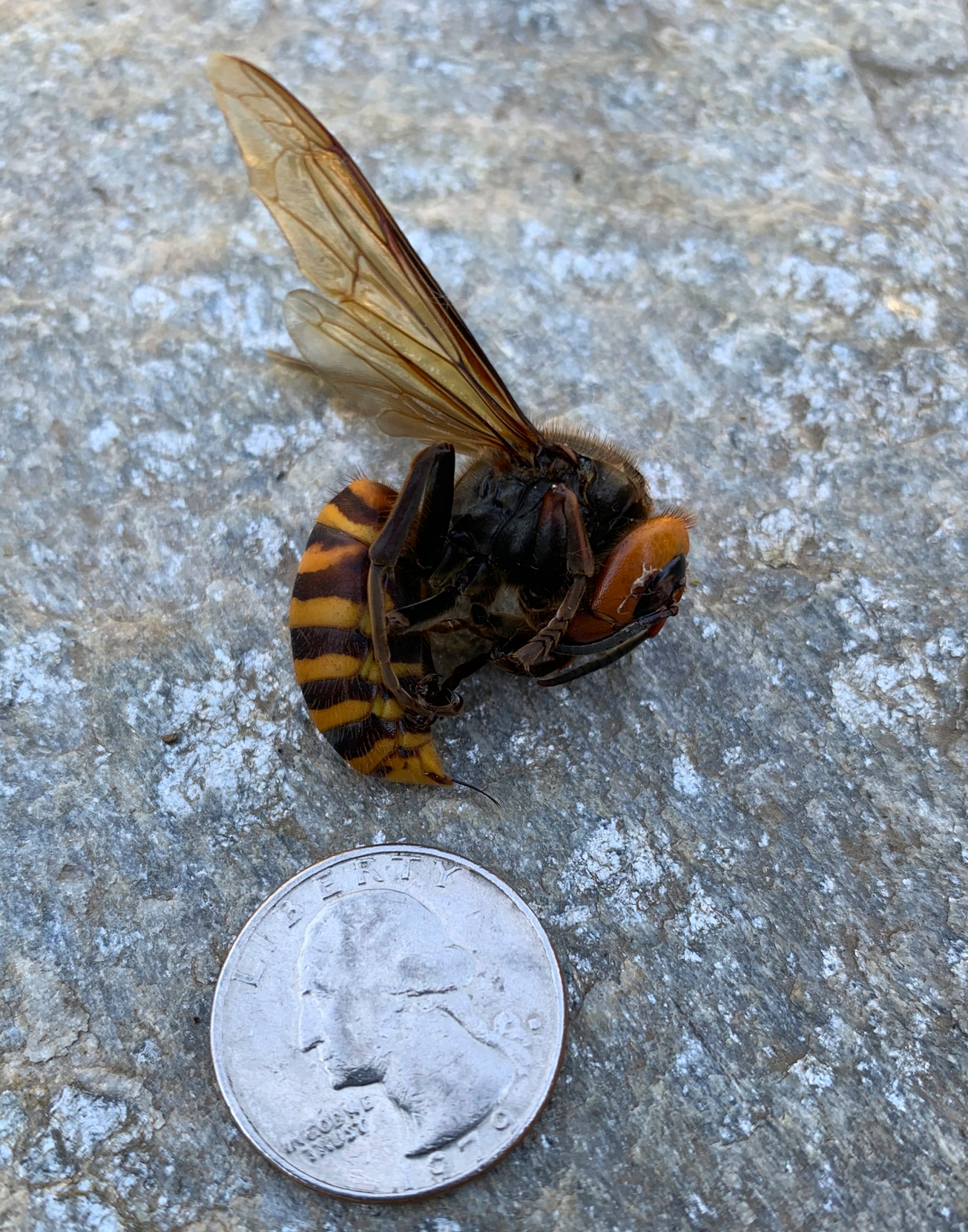 credit: Joel Nielsen (from WSDA site)